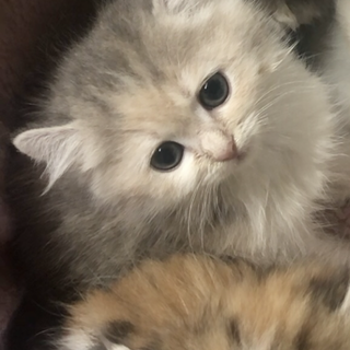 おうち決定✩ひまりちゃん