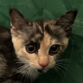 まだちょっぴり怖がりの三毛猫はんちゃん！