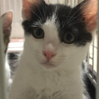 甘えん坊で人懐っこい、モウちゃん