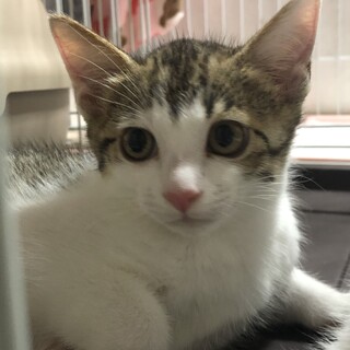 少～しビビりのるんくん