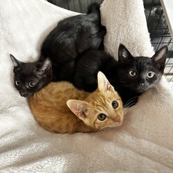 しましましっぽ譲渡会@名古屋市東区 サムネイル2