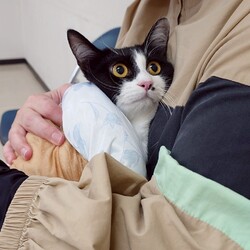 しましましっぽ譲渡会@名古屋市東区 サムネイル3