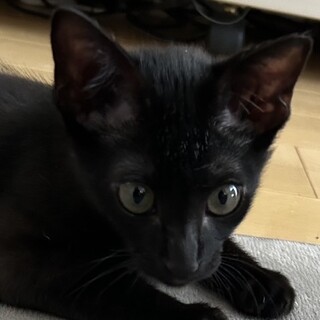 とってもやんちゃで可愛い♡黒猫のサンダー君！