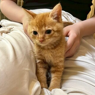 （停止中）甘えん坊の女の子