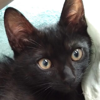 ちょっとビビリな遊ぶの大好き黒猫のコチェ君！