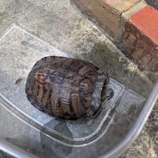 ミドリガメの里親募集です。