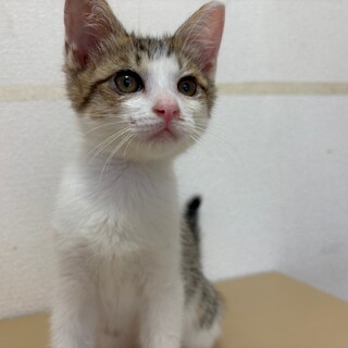 トライアル決定！お遊び大好き★キジ白　ニャン太君