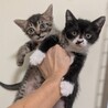 超活発な親しい子猫❤️まろくん サムネイル4