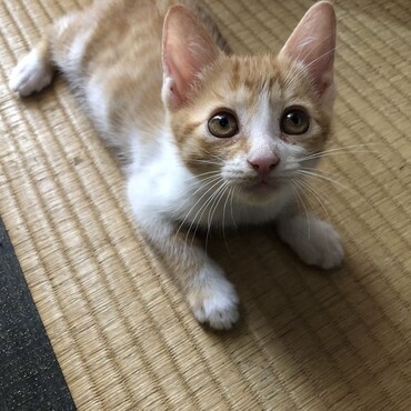 黒ニャーさんのお友達