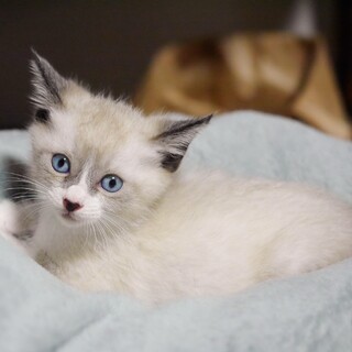 シャムミックスの可愛い男の子りんご君