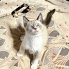 シャムミックスの可愛い男の子りんご君 サムネイル2