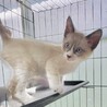 シャムミックスの可愛い男の子りんご君 サムネイル4