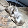 シャムミックスの可愛い男の子りんご君 サムネイル6