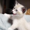 シャムミックスの可愛い男の子りんご君 サムネイル7