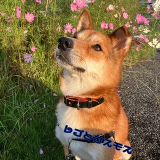 人も動物も大好き『レゴ』男の子