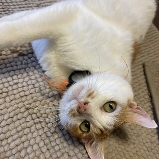 甘えん坊の男の子❤️ご希望の方に飼育具お譲りします
