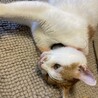 甘えん坊の男の子❤️ご希望の方に飼育具お譲りします サムネイル2