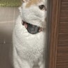 甘えん坊の男の子❤️ご希望の方に飼育具お譲りします サムネイル3