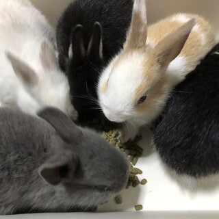 5/18生まれの可愛い子ウサギの赤ちゃん