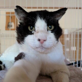 のんびりしすぎて野良ちゃん生活厳しかった子