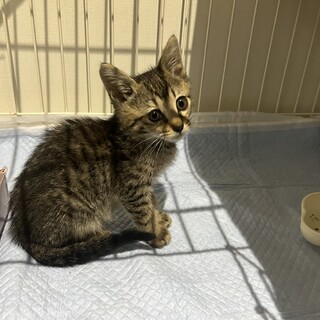 キジトラの子猫（女の子）です