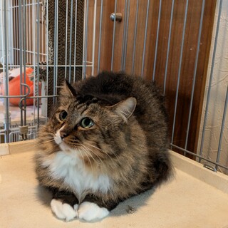 早期の腎不全、エイズキャリア、怖がりな子