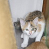 子猫4匹います　里親募集　1匹だけでも可 サムネイル3