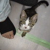 子猫4匹います　里親募集　1匹だけでも可 サムネイル5