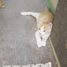 子猫4匹います　里親募集　1匹だけでも可 サムネイル6