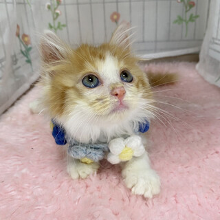 スイーツ兄妹♪フワフワ長毛『マカロンくん』２ヶ月