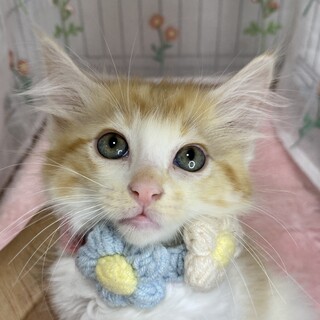 スイーツ兄妹♪フワフワ長毛『シフォンくん』２ヶ月