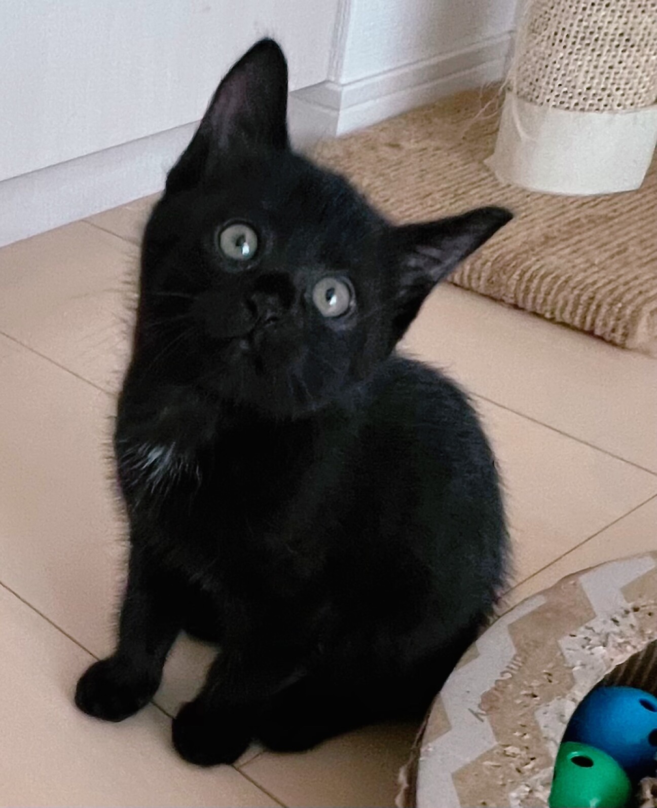 黒猫様♡ありがとうございます♡ 甘えん坊♡黒猫子猫♡スミちゃん」東京都 - 猫の里親募集(516588
