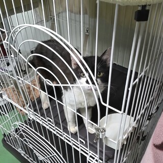 処分対象 とっても懐っこい 猫ちゃん 