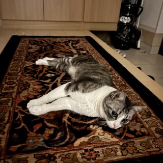 サバトラ避難済みねこちゃん