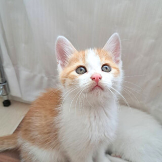 人も猫も大好き！マイペースな茶白君