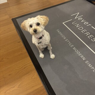 人懐っこいポメプーくん！里親募集