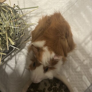 巻き毛モルモット2匹一緒に可愛がってくれる方募集