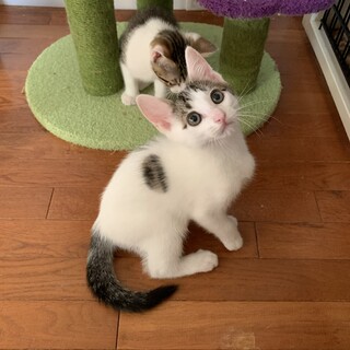 天使の羽がある甘えん坊な男の子♡