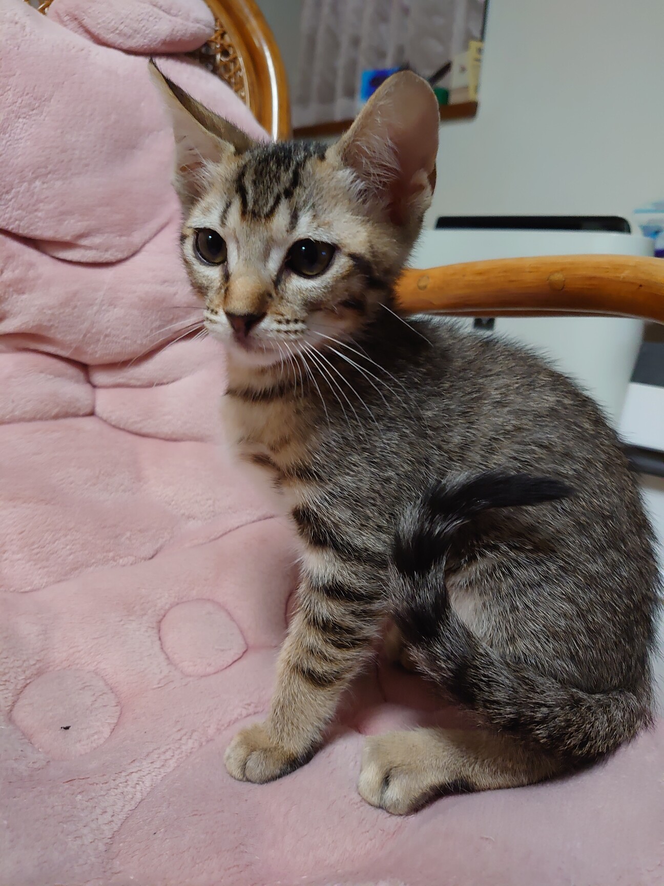 ルンバにも乗るよ！天真爛漫メープル君です！ サムネイル1