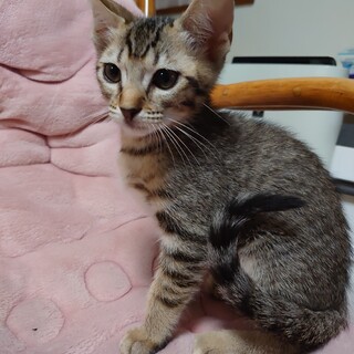 ルンバにも乗るよ！天真爛漫メープル君です！