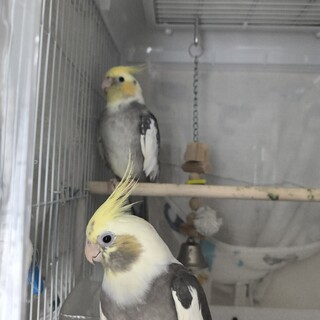 オカメインコ