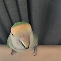 コザクラインコ