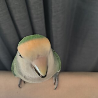 コザクラインコ
