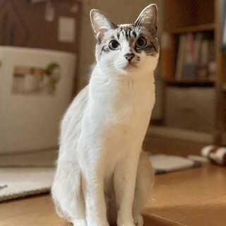 グレー白、女の子です