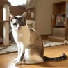 グレー白、女の子です サムネイル2