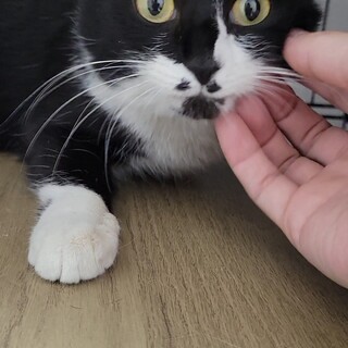 推定年齢2歳の女の子です。