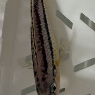 イエローストライプシクリッド