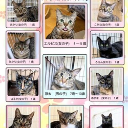 ウェック✕にゃんずの家　コラボ保護猫譲渡会 こぢんまり『猫と出会う会』 サムネイル2