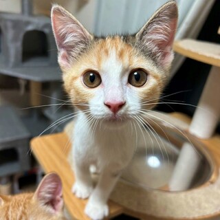 面談中『しゅりちゃん』