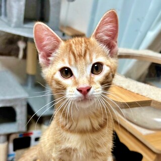 甘えん坊で元気いっぱい！茶トラの子猫『だいくん』